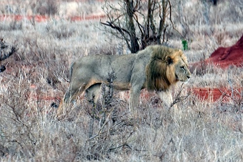 Kenia (332)